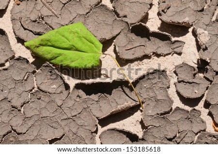 The dried-up green leaf against the cracked clay.