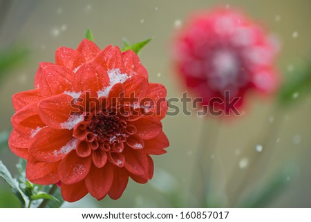 Dahlia flower close up with snow flakes on petals. Background unsharp with large falling snowflakes.