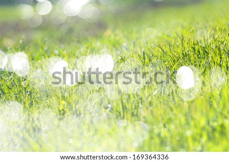Sparkling background with a grass in dew drops. Patches of light of the sun and lens monocle.