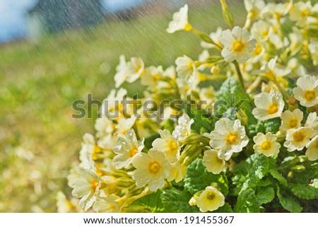 Blind rain and garden with yellow primroses close up. On background the lodge is seen through rain streams.