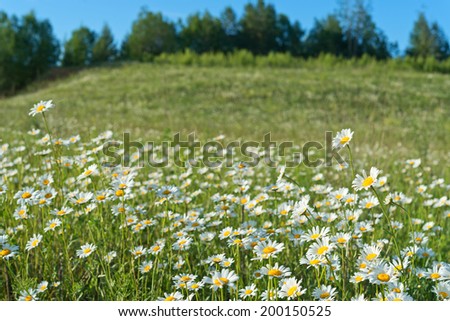 Hill overgrown with camomiles. Bright summer landscape.