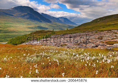 Mountain landscape with cotton-grass in Sweden national park Sarek around the Royal track.