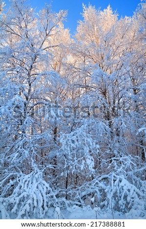 A winter forest on rising in a hard frost. Birches in hoarfrost vertical shot it is removed close.