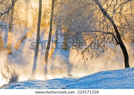 The shining gold fog at sunrise in winter wood.