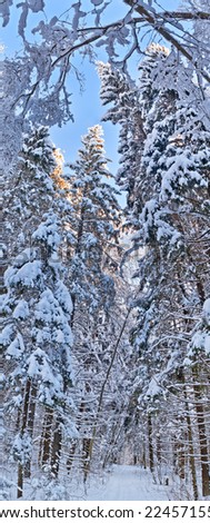 Vertical panorama of winter forest in snow with lonely ski track.
