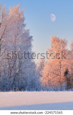 Trees in magnificent hoarfrost at sunset with the moon.