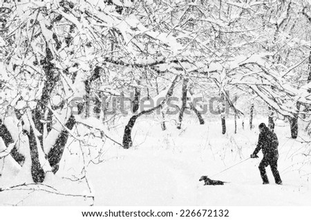 The man conducts a dachshund on a lead in a winter garden.