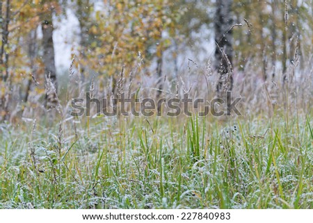 Simple natural background with autumn grass and first snowfall close up.