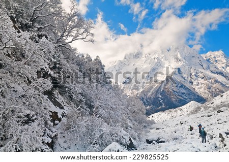 Mountain wood covered with snow after a storm near Manaslu\'s mountain in Himalayas.