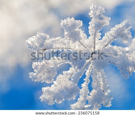 Simple natural background. Dry grass in hoarfrost against sparkling blue patches of light.