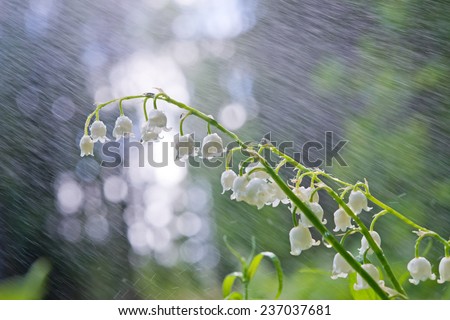 Lilies of the valley in the rain in wood against solar patches of light.
