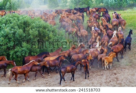 Herd of the red horses skipping from a watering place.