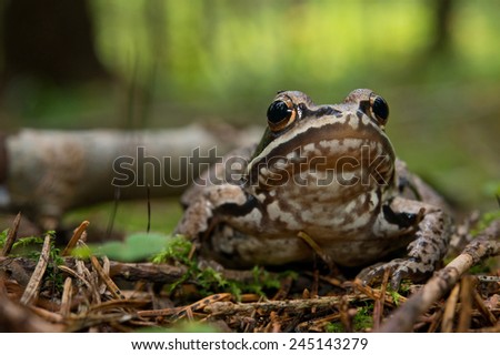 Portrait of forest frog in native habitat.