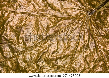 Dried maple leaf closeup painted with gold paint.