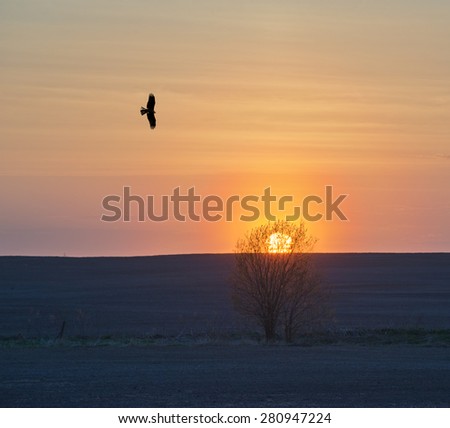 Halos around the sun and lonely bird in  sky over field.