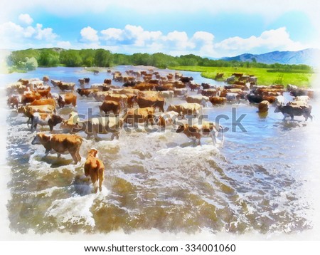 Cows swimming in hot Sunny day in river.