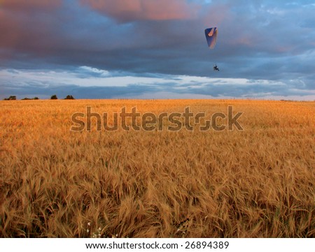 The para-glider pilot flies above a rye field for a sunset.