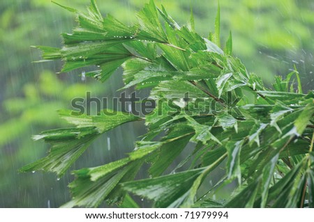Close-up background with green plants.Tropical heavy shower in rainforest.