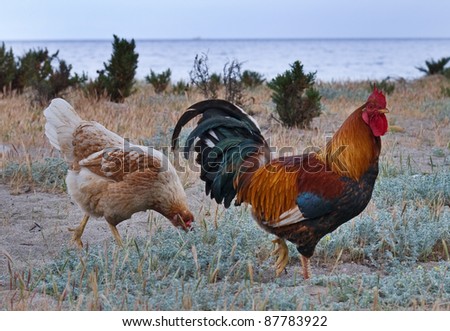 Hen with a cock walk in the field near the sea.
