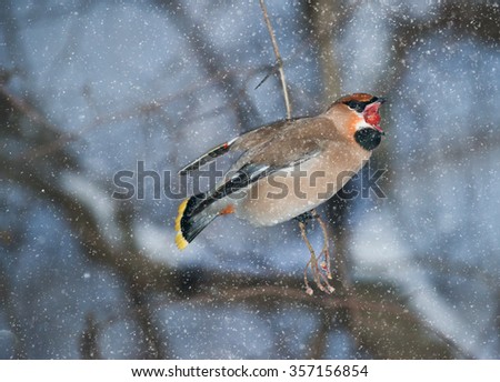 Waxwing with hawthorn berry in its beak when it's snowing.