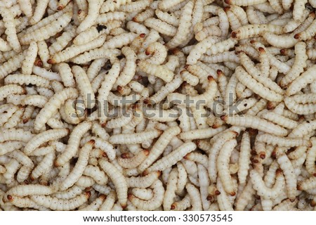 Many white bamboo worms