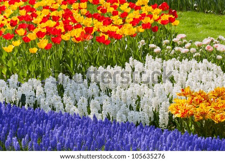 Bright flowerbed in Keukenhof - famous Holland spring flower park