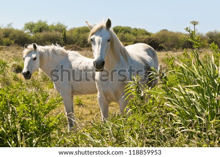 Two White Horses in a Green Field. Horizontal shot