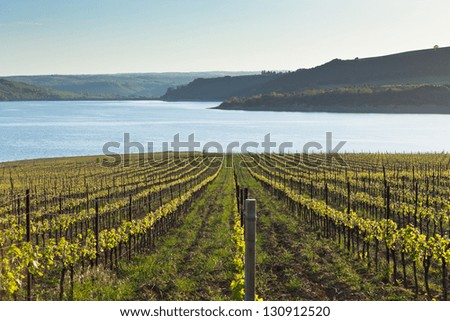 Italian landscape with vineyards and lake at sunset. Horizontal shot