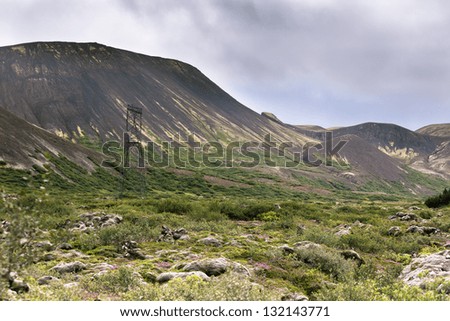 Blooming moss and small nordic trees growing on lava and stone fields in Iceland at summer