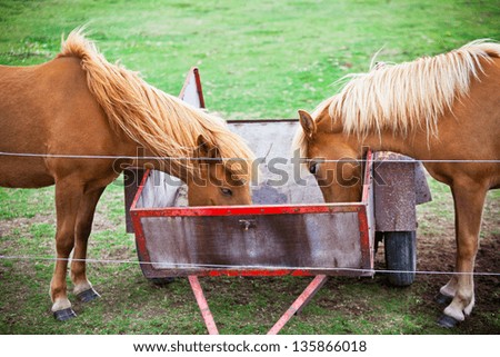 Two Eating Brown Horses in a Green Field of Grass. Horizontal shot