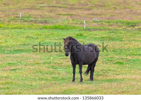 Black Horse in a Green Field of Grass. Horizontal shot