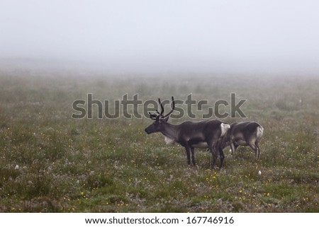 Deers Couple at Foggy Field in Iceland. Horizontal shot