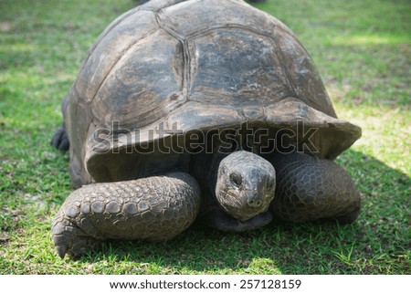 Aldabran seychelles giant tortoise. Close up shot