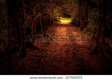 Mystery path throw the woods. Tropical forest tunnel