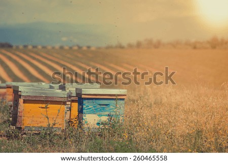 Beehives on the sunflower field in Provence, France. Filtered shot