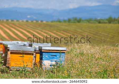 Beehives on the lavender field in Provence, France. Horizontal shot