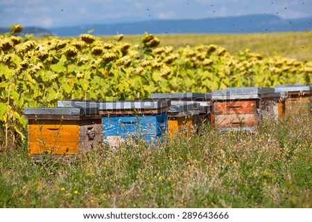 Beehives on the sunflower field in Provence, France. Filtered shot