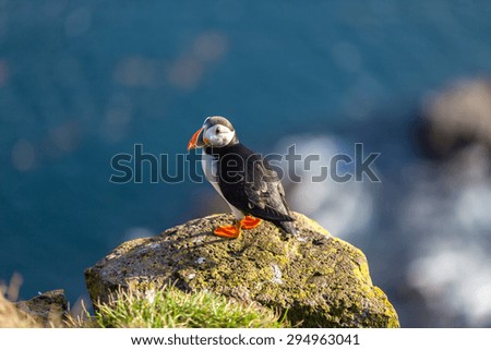Atlantic puffin -fratercula arctica- on a coast cliff in Western Iceland
