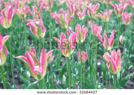 pink tulips bed. transparent sunny flowers, focus in center of shot