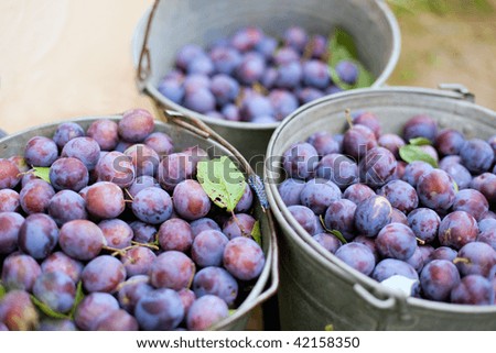 three bucket of plums in a garden. small GRIP