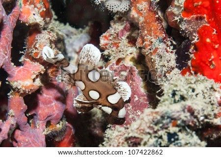 white spotted fish