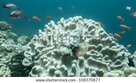 stone fish on hard coral