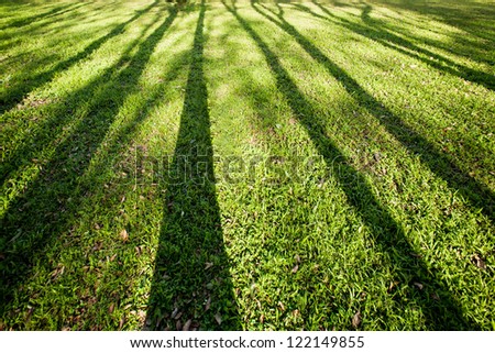 tree shadow