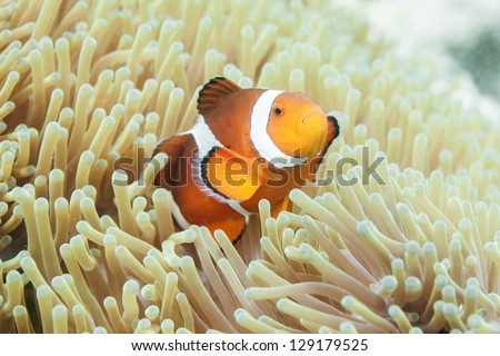 anemone and anemone fish