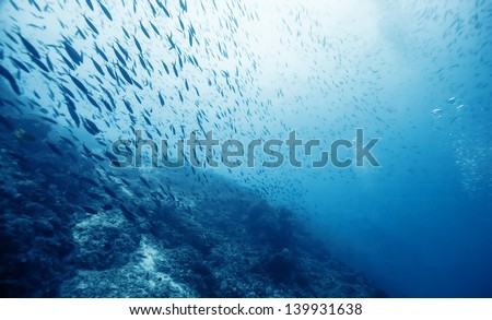 School Of Fish Under The Sea