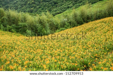 Yellow day lily garden on the hill