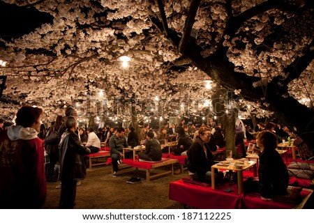 KYOTO, JAPAN - April 4, 2010: Cherry blossom night view in the park.