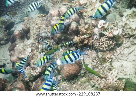 school of zebra fish