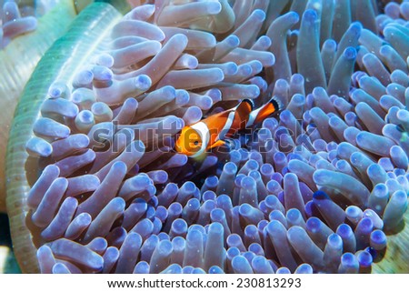 anemone and anemone fish