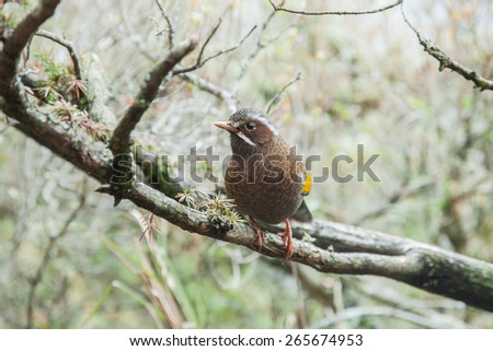 bird hides in the tree